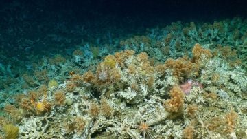 Tesoro oculto: hallan inmenso arrecife de coral virgen en reserva marina de Galápagos