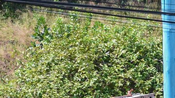 Tragedia en guardería de Brasil