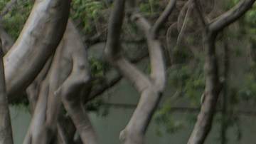 Jornaleros mexicanos esperan en Tijuana para cruzar a California e iniciar labores de cosecha en sus campos.