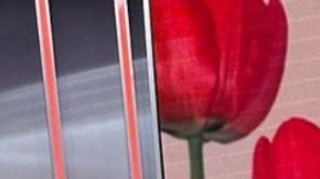 Chiquibaby Despierta América