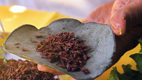 Los insectos se promocionan como una buena fuente de proteínas, pero pocos saben que también aporta componente fibroso e importantes cantidades de omega-3. / Foto: AFP/Getty Images