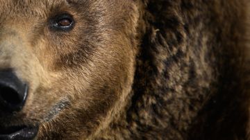 El incidente de Caldes, cerca de Trento, en los Dolomitas italianos, es la primera víctima mortal de un oso. / Foto: Getty Images