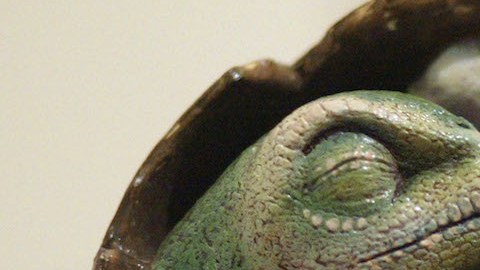 Este huevo fue hallado antes de que los dinosaurios fueran reconocidos científicamente. / Foto: Getty Images