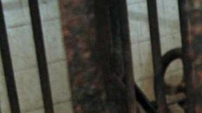 Al realizar un recorrido de vigilancia sobre un camino de terracería, elementos del ejército avistaron un predio en el cual había distintos animales. / Foto: AFP/Getty Images