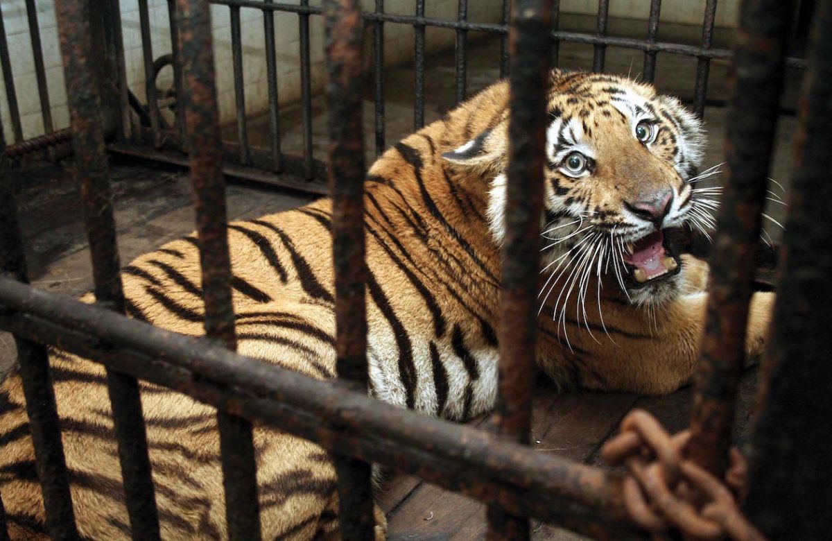 VIDEO: decomisan en México a 10 tigres, 5 leones y más animales salvajes en  zona dominada por cárteles - La Opinión