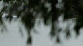 Después de que un rayo cayera sobre un árbol en un barrio de New Port Richey, un profesor de la Universidad del Sur de Florida descubrió que el impacto dio lugar a la formación de un nuevo material. / Foto: Getty Images