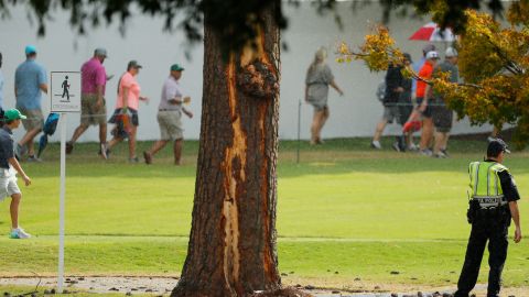 Después de que un rayo cayera sobre un árbol en un barrio de New Port Richey, un profesor de la Universidad del Sur de Florida descubrió que el impacto dio lugar a la formación de un nuevo material. / Foto: Getty Images