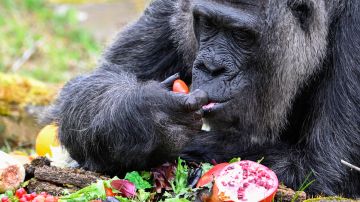 A female Gorilla named Fatou eats fruit received to mark her 66th birthday at the Berlin Zoo on April 13, 2023. - Fatou is said to be the oldest Gorilla in the world. (Photo by Tobias SCHWARZ / AFP) (Photo by TOBIAS SCHWARZ/AFP via Getty Images)