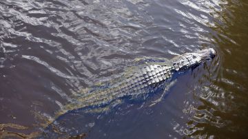 Niño hallado en la boca de un caimán en Florida fue arrojado al lago por su padre