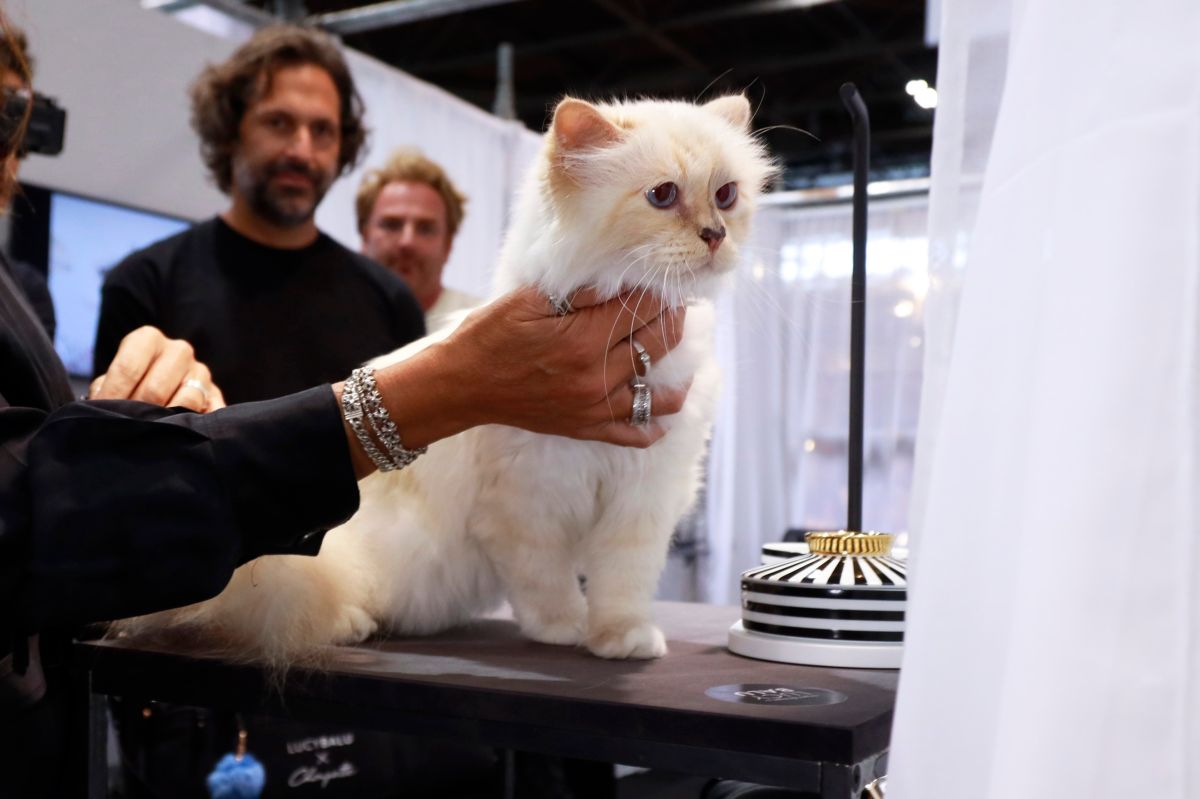 Choupette, la famosa gatita de Karl Lagerfeld de la que todos