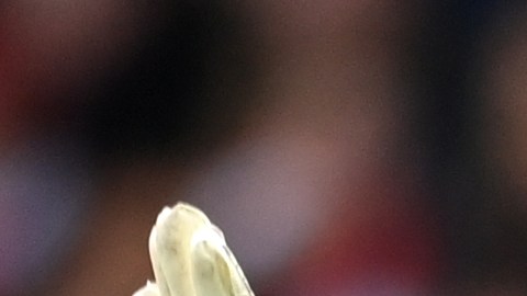 Navas tiene una respetada trayectoria en Europa.