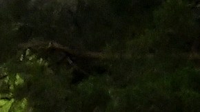 Pinos caídos en el Masters de Augusta.