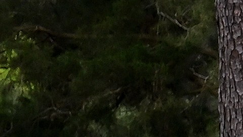 Pinos caídos en el Masters de Augusta.