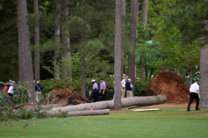 Pinos caídos en el Masters de Augusta.