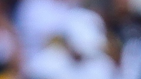 Antonio 'Turco' Mohamed, entrenador de los Pumas de la UNAM.