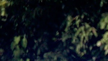 EEmbarazada en Luisiana muere luego de que adolescentes dispararan contra su auto por error