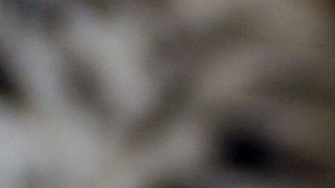 Nacieron dos cachorros de leopardo de Amur, especie en peligro de extinsión, en zoológico de Pittsburgh