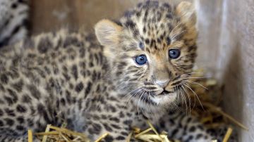 Nacieron dos cachorros de leopardo de Amur, especie en peligro de extinsión, en zoológico de Pittsburgh