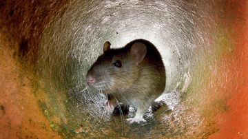 West Hollywood prohíbe las trampas con pegamento para roedores, debido a que lastiman a los animales
