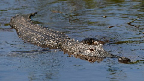 Caimán en Florida