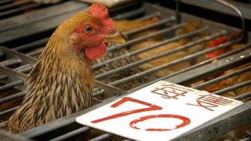 OMS reporta que China tuvo la primera muerte por contagio en humanos de gripe aviar H3N8