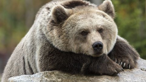 VIDEO: Hombre en Carolina del Norte y oso viven momento aterrador al mismo tiempo en curioso encuentro