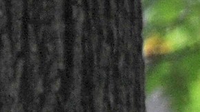 Mujer de 74 años sufre ataque de oso en Connecticut y se salva de milagro cuando paseaba a su perro