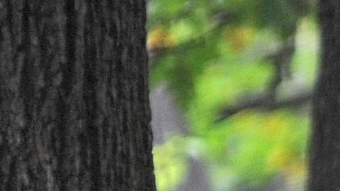 Mujer de 74 años sufre ataque de oso en Connecticut y se salva de milagro cuando paseaba a su perro