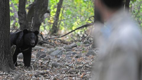 Mujer de 74 años sufre ataque de oso en Connecticut y se salva de milagro cuando paseaba a su perro