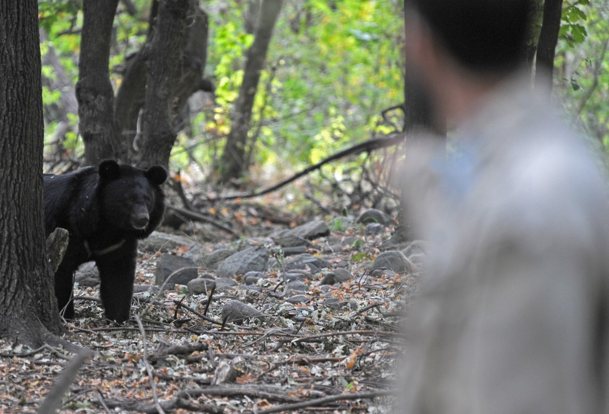 Mujer De 74 Años Sufre Ataque De Oso En Connecticut Y Se Salva De Milagro Cuando Paseaba A Su 7299