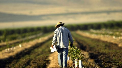 La falta de interés de las nuevas generaciones también golpea al campo mexicano. / Foto: Getty Images