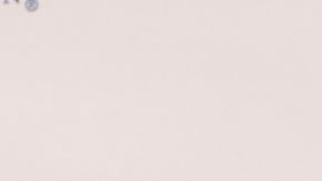 Nancy Pelosi sostiene que Donald Trump no tiene fundamentos para justificar su manera de proceder después de las elecciones en que fue derrotado