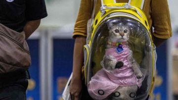 Una joven rusa intentaba ocultar paquetes de metanfetaminas al interior de las ropas de bebé que vestía un gato. / Foto: AFP/Getty Images