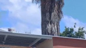 México realiza Primer Simulacro Nacional de Sismo 2023 a horas de haber presenciado temblor real de 5.1 grados