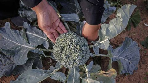 El error de Apolonio fue haberse metido a un sembradío en busca de algún alimento que saciara el hambre que tenía