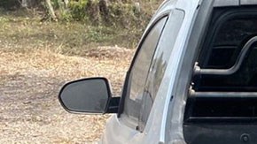 Tigre de bengala decomisado
