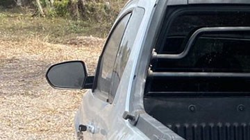 Tigre de bengala decomisado