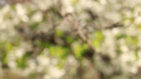 Alergólogos aseguran que el cambio climático empeora las alergias de las personas