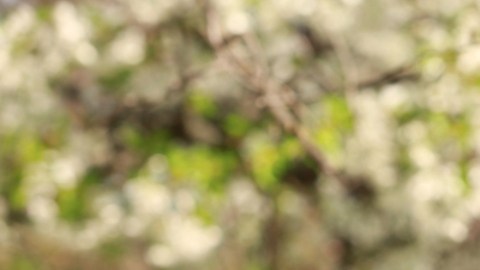 Tus alergias pueden empeorar en primavera: qué hacer al respecto