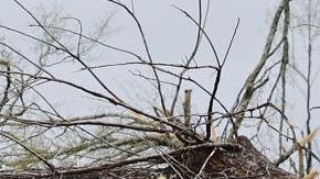 Suben a 29 los muertos por tornados y tormentas en Estados Unidos