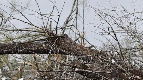 Suben a 29 los muertos por tornados y tormentas en Estados Unidos