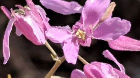 La flor en peligro.