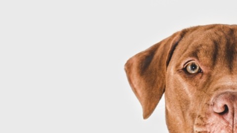 Los humanos podrían contagiarse con fiebre canina: asegura investigación