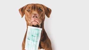 Los humanos podrían contagiarse con fiebre canina: asegura investigación