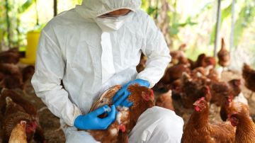 Comienzan pruebas de vacunas contra la gripe aviar para aves de corral en Estados Unidos