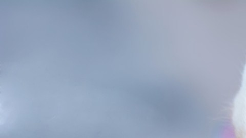 Cómo mantener segura a tu mascota durante un brote de influenza