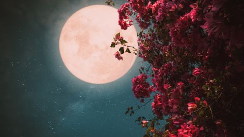 La Luna Rosa de abril 2023 es la primera luna llena de la primavera.