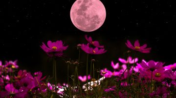 La Luna Rosa es perfecta para practicar los rituales de amor.