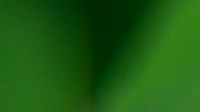 El trébol de 4 hojas es una rareza de la naturaleza.