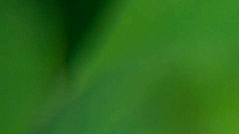 El trébol de 4 hojas es una rareza de la naturaleza.